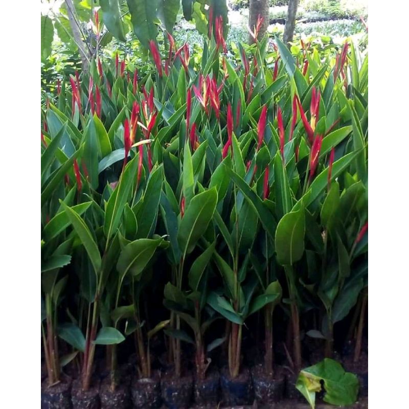 Jual Tanaman Hias Pohon Pisang Pisanganheliconia Shopee Indonesia