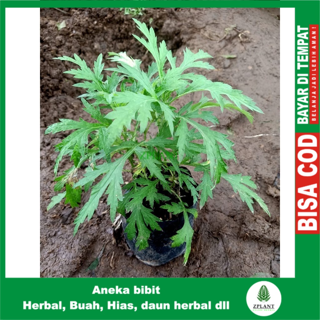 bibit tanaman daun baru cina herbal