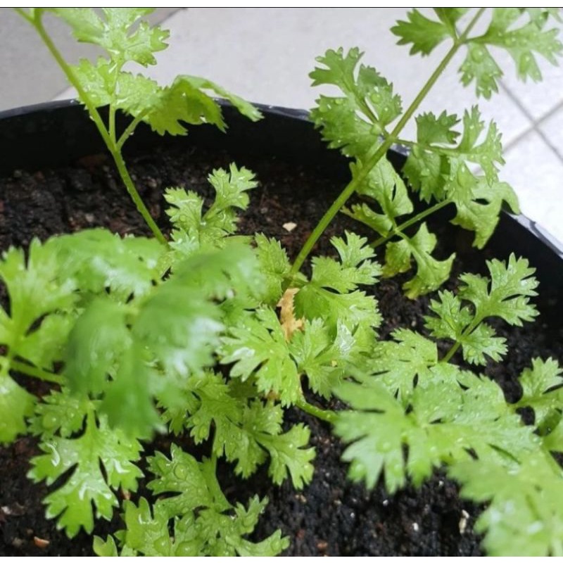 Jual Bibit Tanaman Coriander Ketumbar Pohon Ketumbar Shopee Indonesia