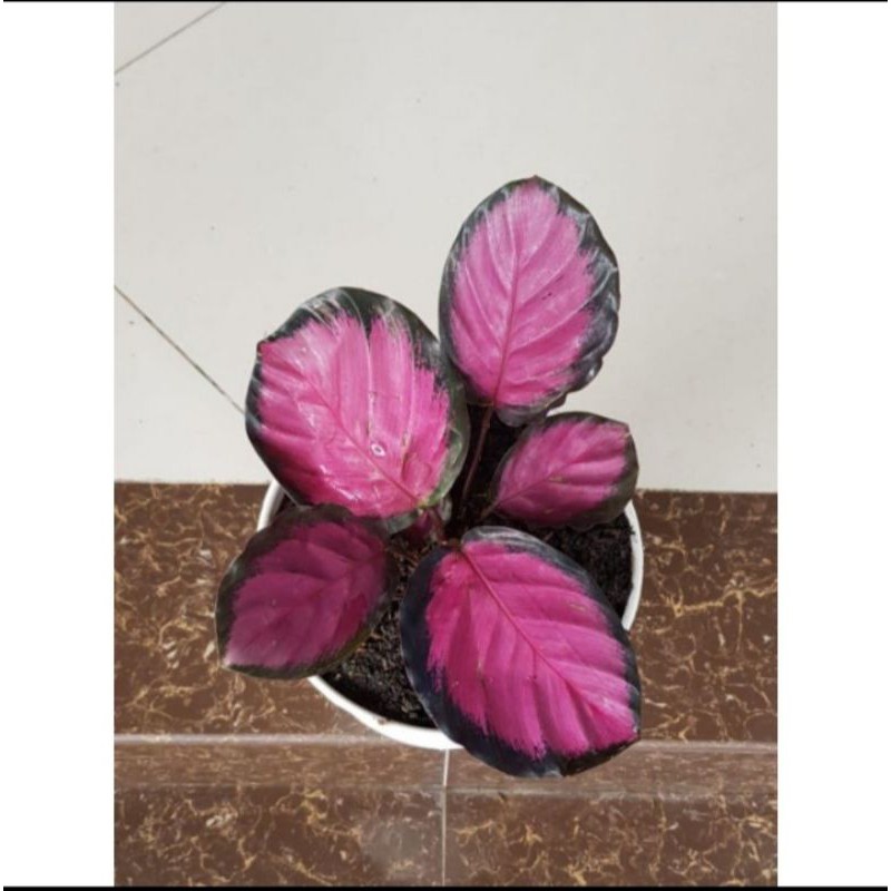 Jual Tanaman Hias Calathea Crimson Shopee Indonesia   737ada9887cac60634765e01b0d7858a