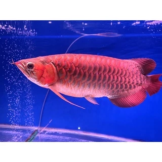 Jual Ikan Arwana Super Red Terlengkap & Harga Terbaru Juli 2024