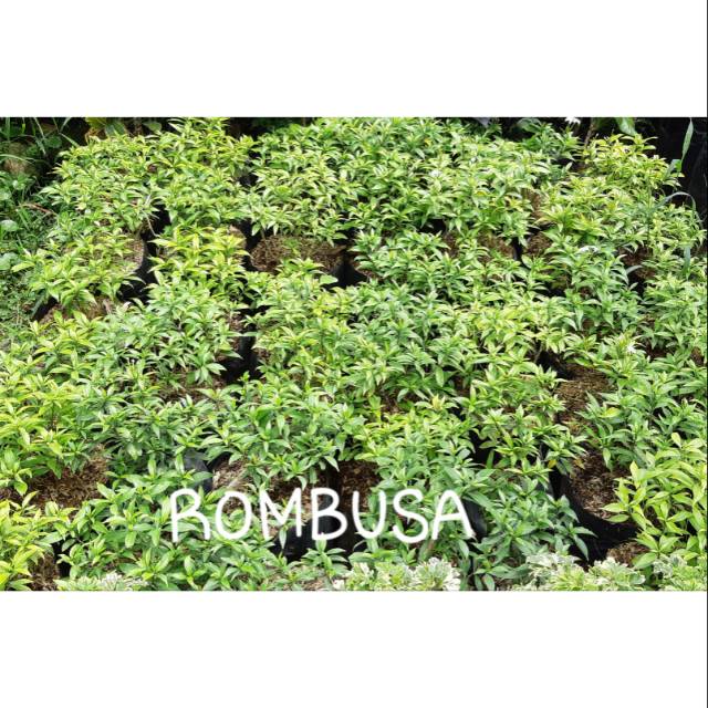 Jual ROMBUSA | Shopee Indonesia