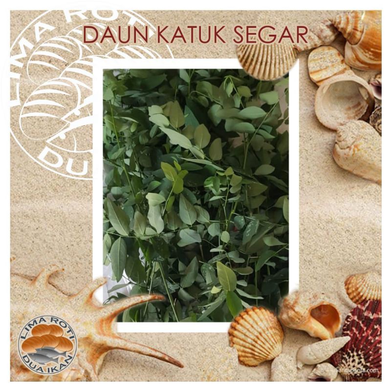 sayur katuk segar di atas meja dapur