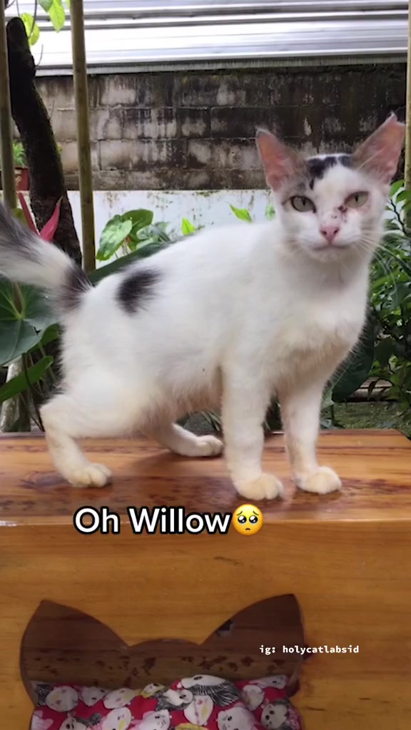 Jual Royal Cats for Healthy Skin and Coat 40 Kapsul - Vitamin Bulu ...