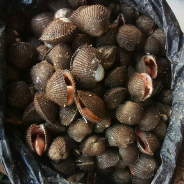 Jual KERANG BULU (1KG) | Shopee Indonesia
