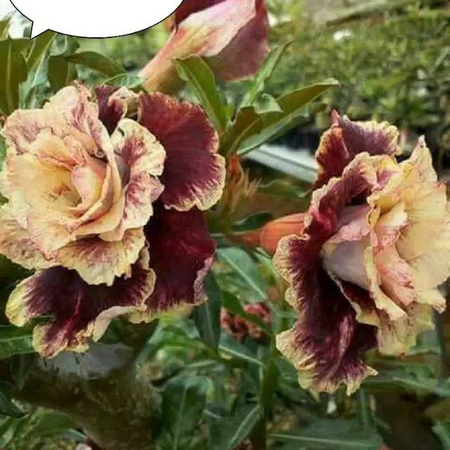 PROMO Tanaman Hias Adenium Kamboja Jepang / Chruzz