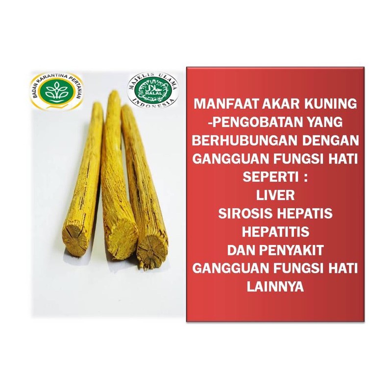 Jual Akar Bajakah Kuning Asli Kalimantan 1kg Shopee Indonesia 2763