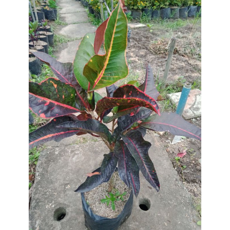 Jual tanaman hias puring jet | Shopee Indonesia
