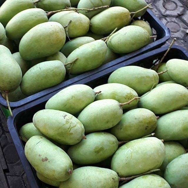 Jual Mangga Gajah Mangga Budiraja Mengkal 1kg Shopee Indonesia