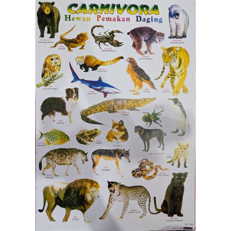 Jual POSTER EDUKASI HEWAN KARNIVORA/HERBIVORA/ANAIMASI HEWAN | Shopee