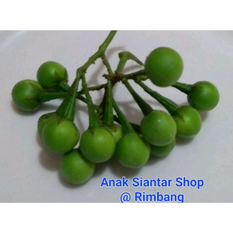 Jual Rimbang / Tekokak 100 gram | Shopee Indonesia