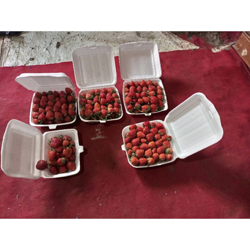 Jual Buah Strawberry Segar 100 G - 1 Kg Ukuran Mix Mimarsop PROMO Murah ...