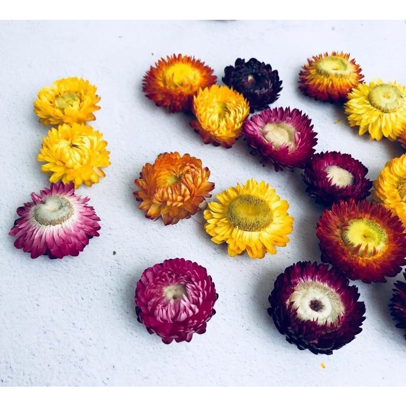 Jual Colourful Chrysanthemum Tea sachet 10gr/Strawflower tea/rainbow ...