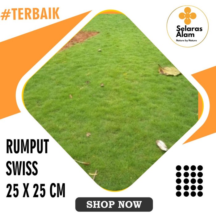 Jual RUMPUT SWISS ASLI UKURAN 25 X 25 CM | Shopee Indonesia