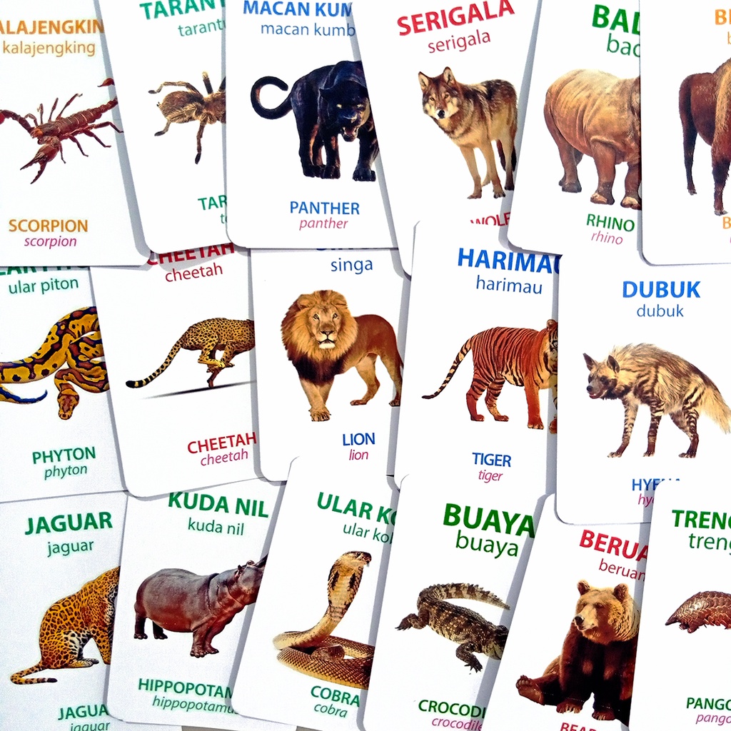 Jual Mainan 32 Kartu Edukasi Anak Flashcard Hewan Liar | Shopee Indonesia