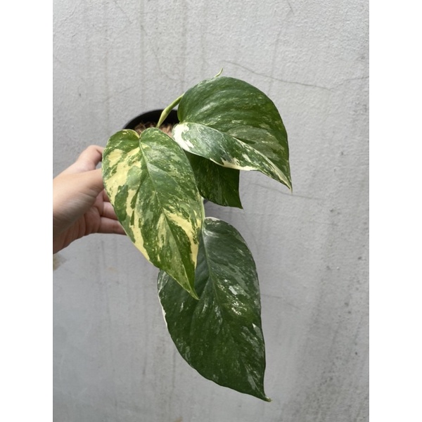 Jual Epipremnum Pinnatum Variegata Monstera Ekor Naga Epip Real Pict Putih Shopee Indonesia