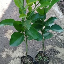 Red Pamelo Bibit Tanaman Jeruk Super Okulasi