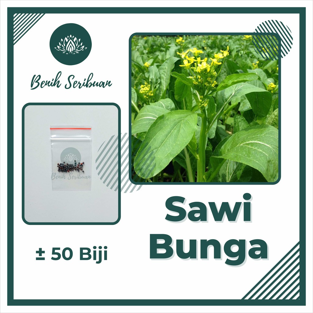 Jual 50 Biji Benih Sawi Bunga Manis F1 Choy Sum Bibit Sayuran Caisim