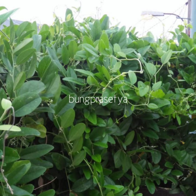 Jual DAUN CINCAU JELLY RAMBAT (1 KG) | Shopee Indonesia