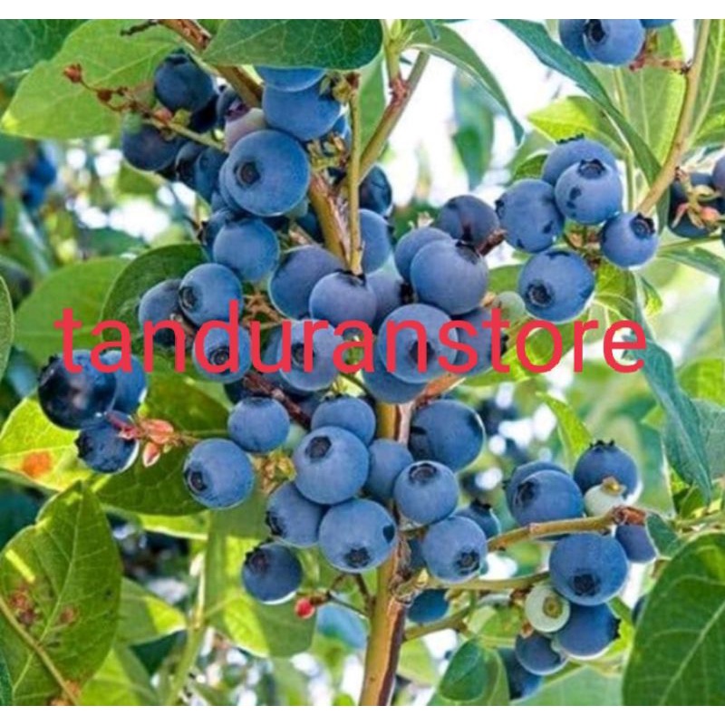 bibit tanaman buah blueberry Jan fruit