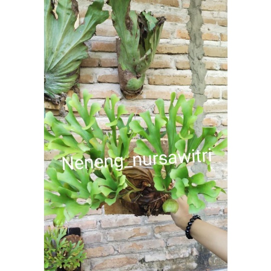 Jual Platycerium Ridleyi / Redleyi / Simbar menjangan Kalimantan ...