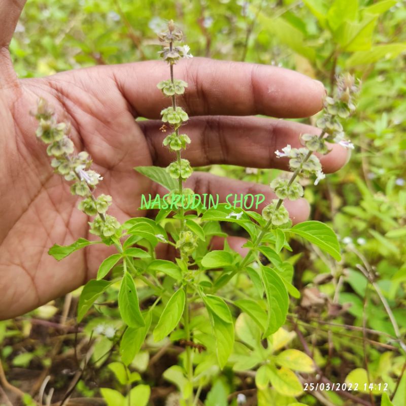 Jual Bibit Daun Kemangi Pohon Bibit Ruku Ruku Cabutan Lampes Kemangi Hutan Holy Basil