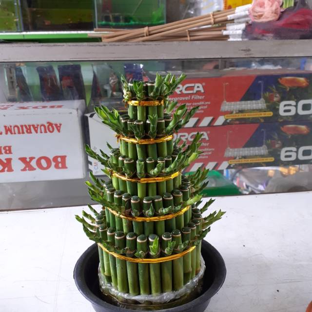 Jual Bambu Hoki 5 Susuntanaman Hiastanaman Hidup Shopee Indonesia