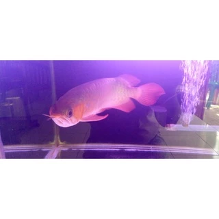 Jual Ikan Arwana Super Red Terlengkap & Harga Terbaru November 2024