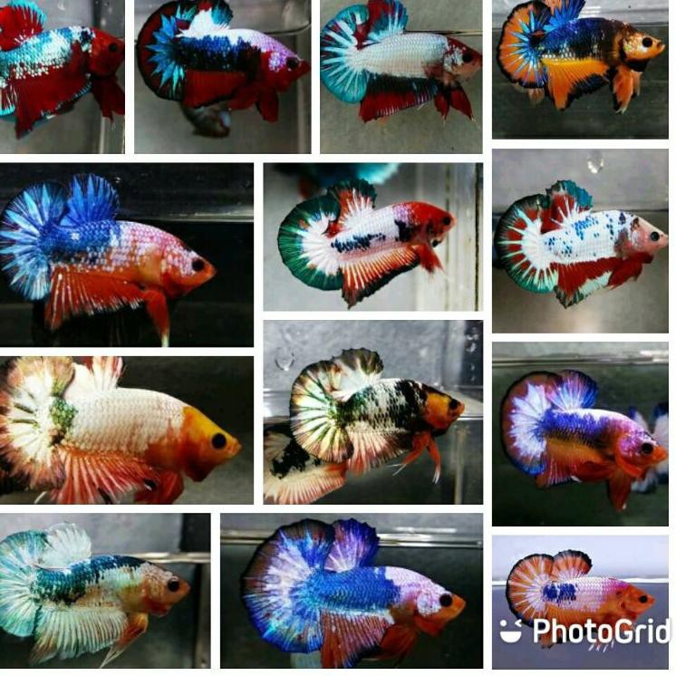 Jual ikan cupang White Scale Import vietnam - Kota Administrasi Jakarta  Barat - Crystal_genetics