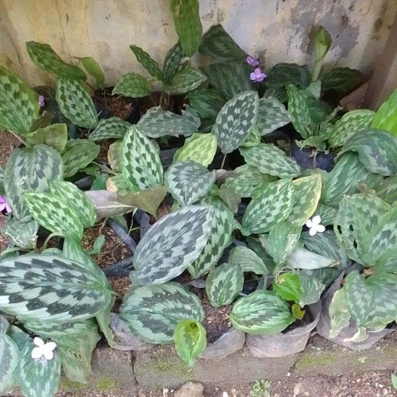 Jual Calathea Merak Tanaman Hias Shopee Indonesia