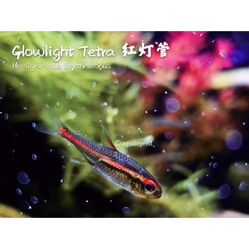 Jual ikan hias aquascape neon Tetra , servae , sepat hias , kitty Tetra ...