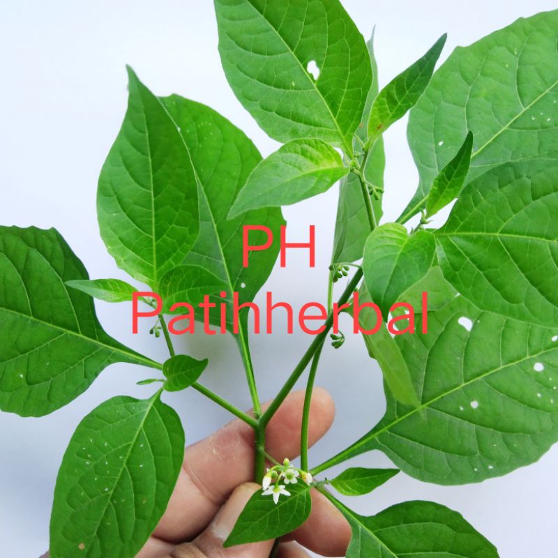 Jual Daun Ranti Daun Lenca ayam Daun Lenca Hutan Untuk penyakit ayam ...