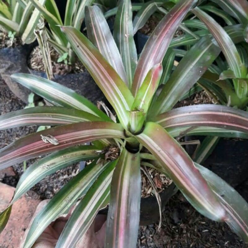 Jual tanaman-bromelia-tri color | Shopee Indonesia