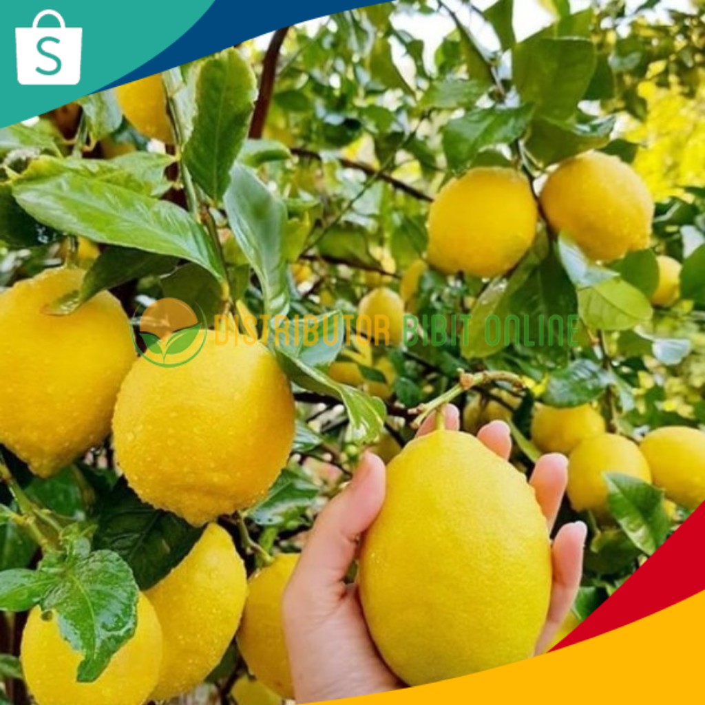 Jual Bibit Jeruk Lemon California Lemon Amerika Shopee Indonesia