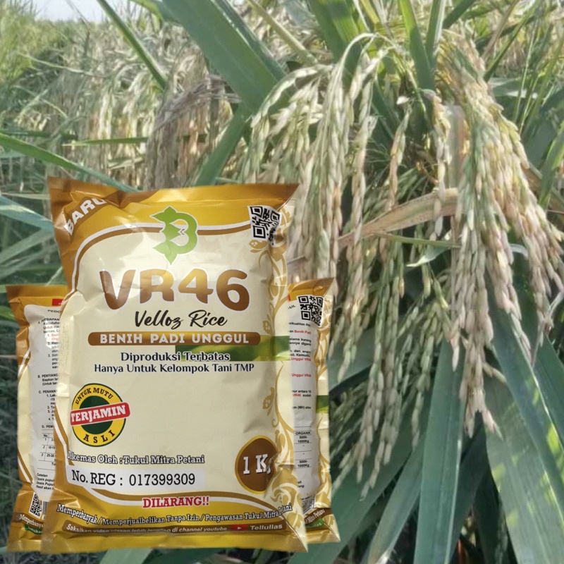 Jual Padi VR46 / Padi VR 46 Veloz Rice | Shopee Indonesia