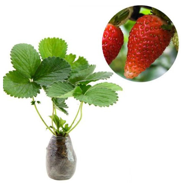 Jual Promo 500 batang/ bibit tanaman rumput raja/ gajah super cll ...
