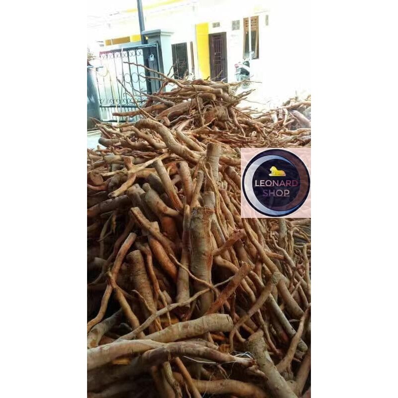 Jual Tongkat Ali ( Tongli ) Slice Bulat Super Bungkus Isi 500Gr / Kayu ...