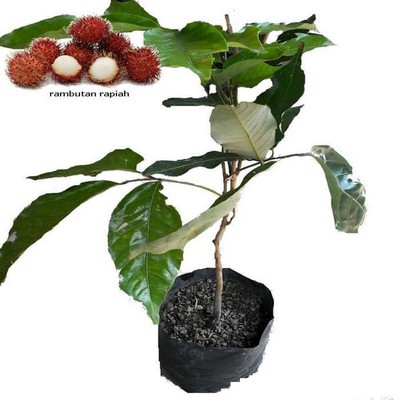 Jual BIBIT TANAMAN BUAH RAMBUTAN RAPIAH | Shopee Indonesia