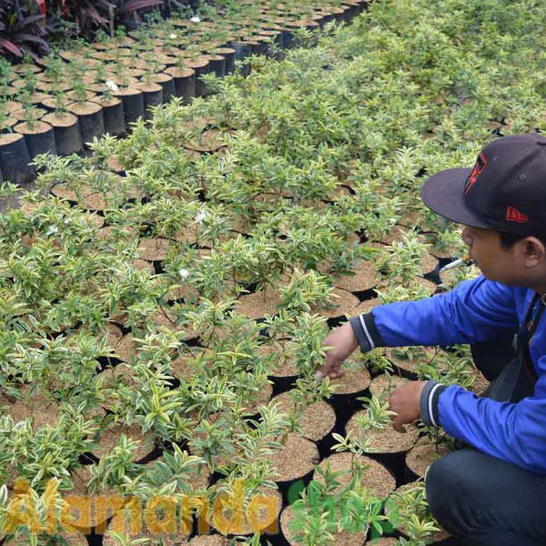 Jual Vcet Tanaman Buah Jambu Kerikil Variegata Bln Shopee Indonesia