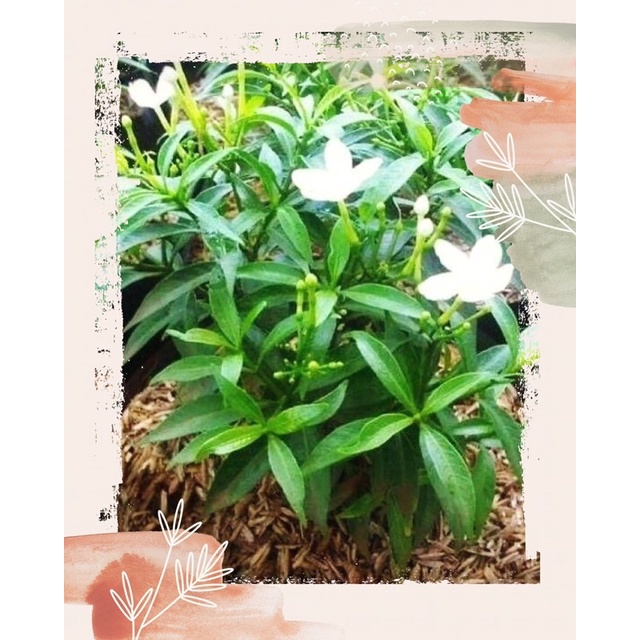 Jual Melati Kampung wangi dan melati jakarta varigata/rombusa, melati ...