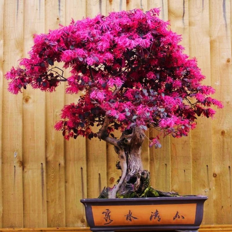 Jual Tanaman Bahan Bonsai Serut Merah | Shopee Indonesia