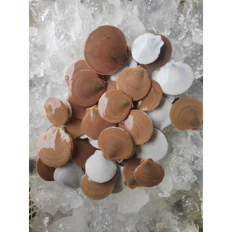 Jual Kerang Simpring Besar | Shopee Indonesia