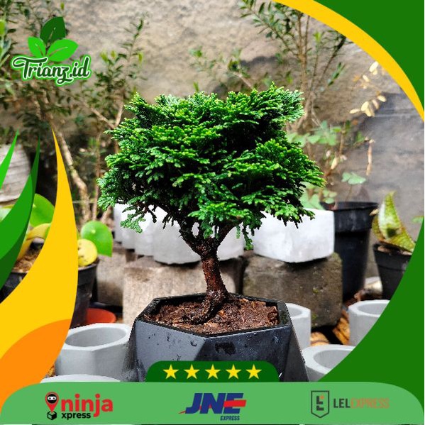 Jual Bonsai Inoki gratis pot keramik segienam/ Bonsai cemara inoki ...