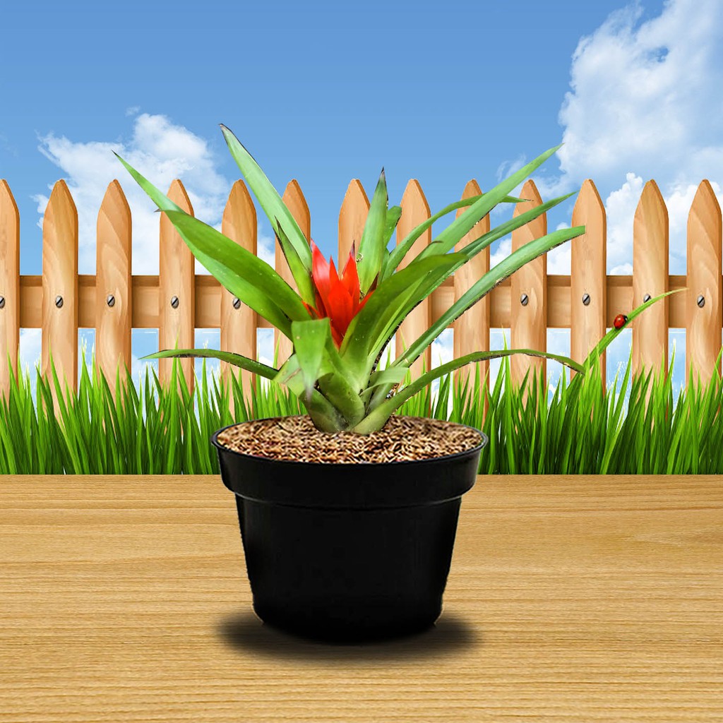 Jual tanaman hias bromelia guzmania mini | Shopee Indonesia