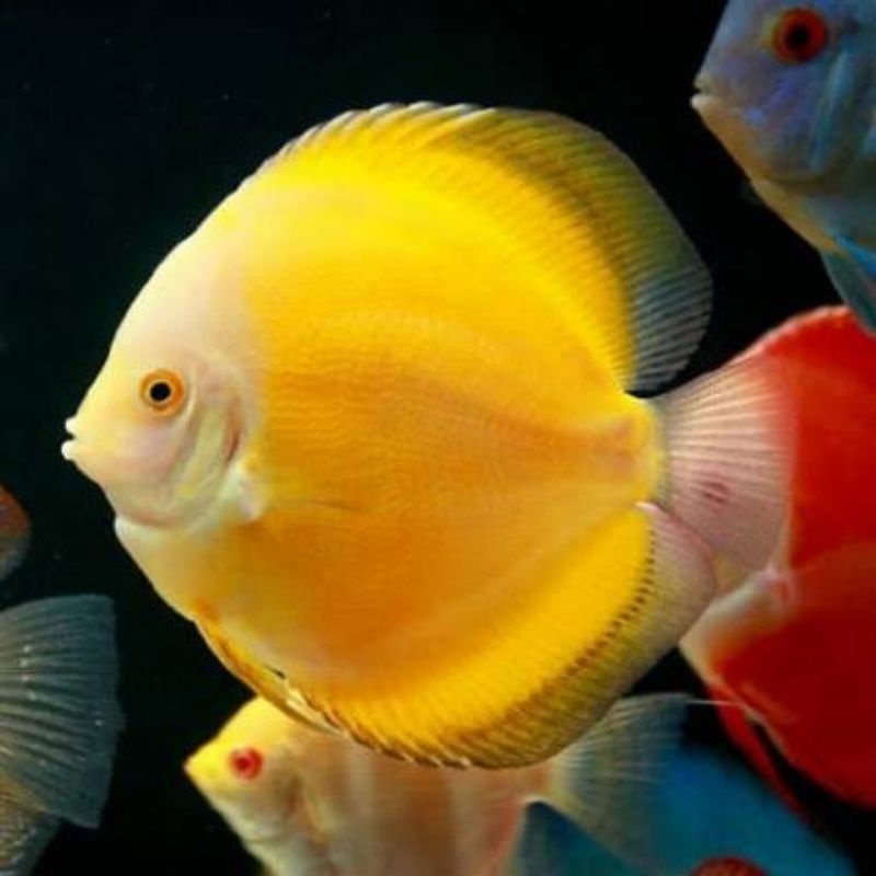 Jual Ikan Discus Golden Yellow Size inc Shopee Indonesia