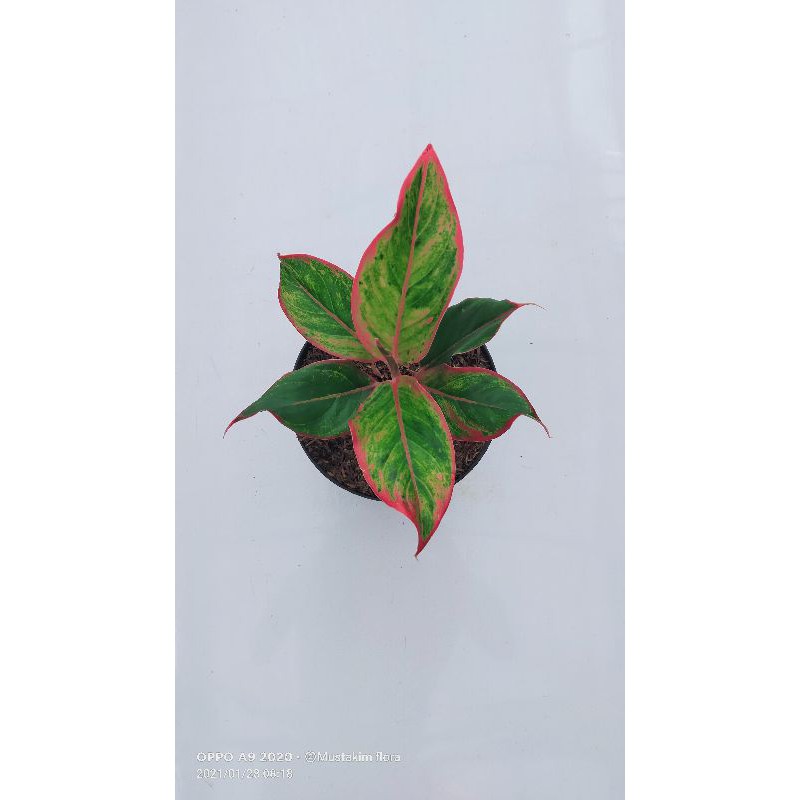 Jual aglaonema liftik manelopet | Shopee Indonesia