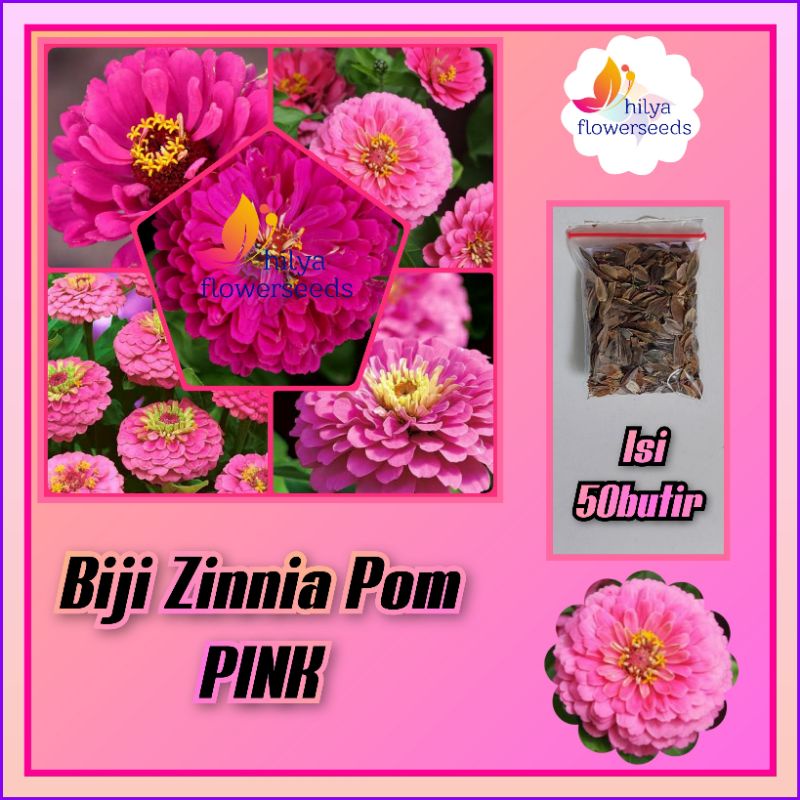 Jual Bji Bunga Zinnia Pom Pink Shopee Indonesia