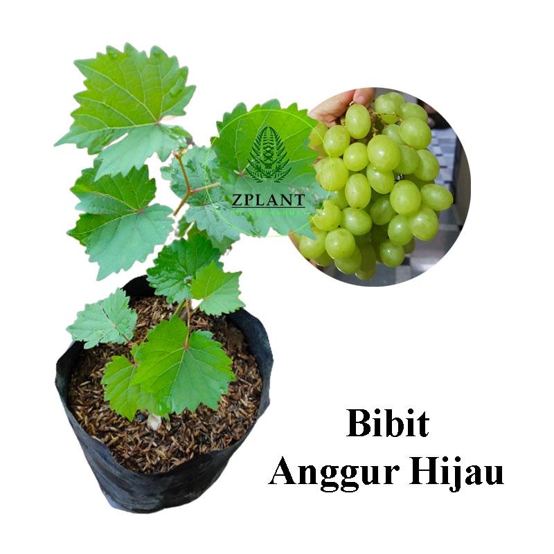 Bibit Anggur Hijau Pohon Anggur Buah Anggur Green Prince