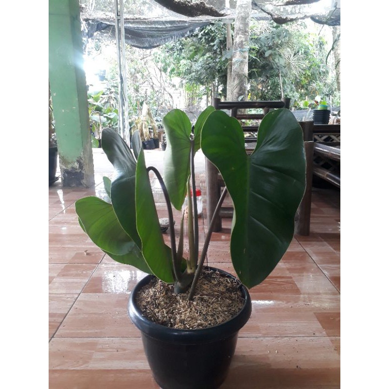 Jual Tanaman Philodendron Erubescens philo daun panjang unik | Shopee ...