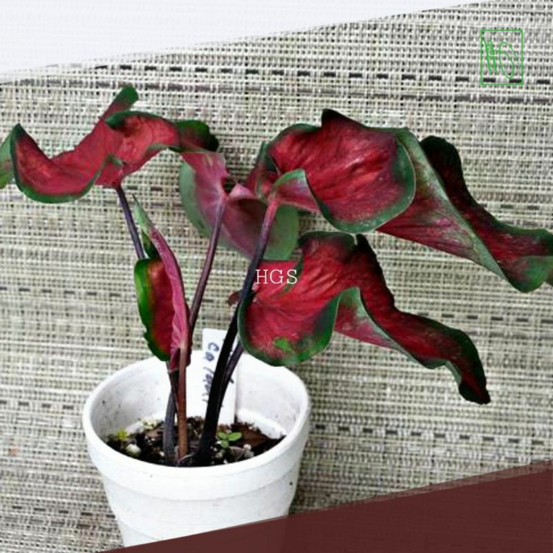 Jual Tanaman Keladi Caladium Red Ruffles Anakan | Shopee Indonesia